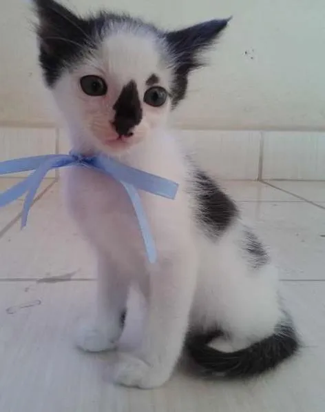 Gato ra a  idade Abaixo de 2 meses nome Dinho