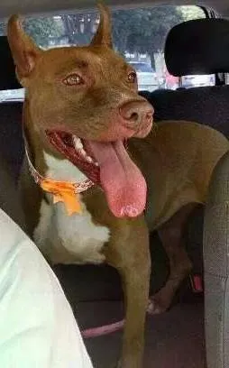 Cachorro raça Pit-Bull idade 1 ano nome Gaia