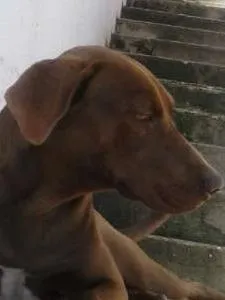 Cachorro ra a SRD idade 2 anos nome MARRON
