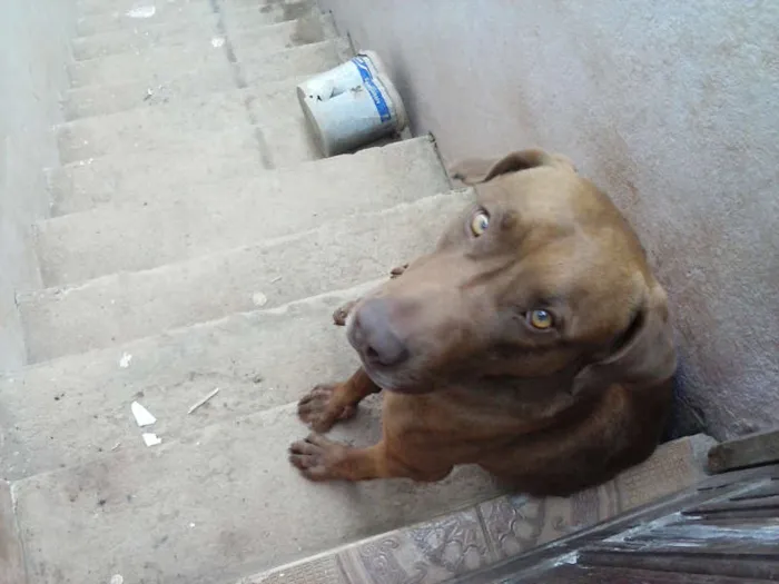 Cachorro ra a SRD idade 2 anos nome MARRON