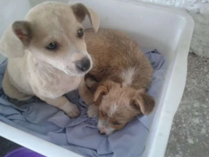 Cachorro ra a SRD idade Abaixo de 2 meses nome Sem Nome