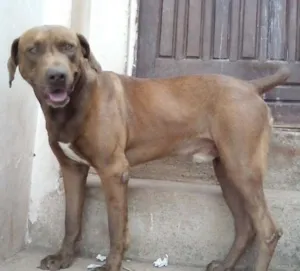 Cachorro raça SRD idade 2 anos nome MARRON