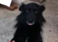 NESCAU