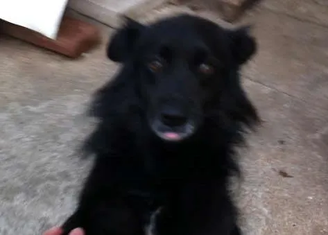 Cachorro ra a SRD idade 3 anos nome NESCAU