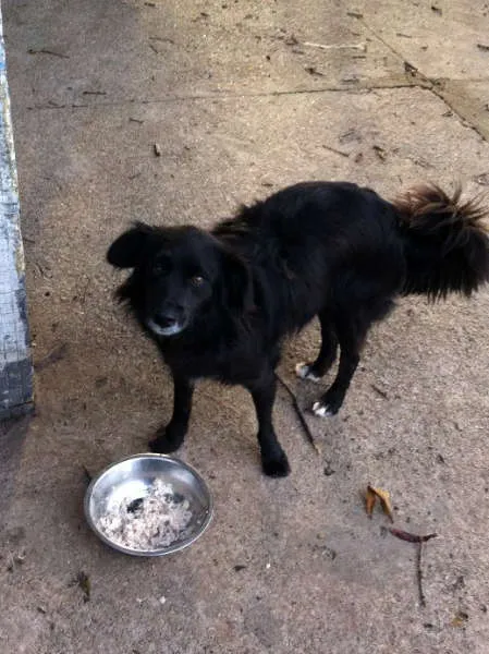 Cachorro ra a SRD idade 3 anos nome NESCAU