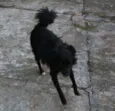 NESCAU