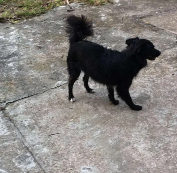 Cachorro ra a SRD idade 3 anos nome NESCAU