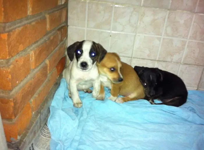 Cachorro ra a SRD idade Abaixo de 2 meses nome 3 irmãos