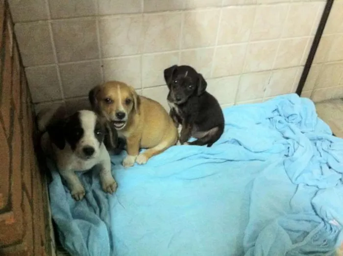 Cachorro ra a SRD idade Abaixo de 2 meses nome 3 irmãos