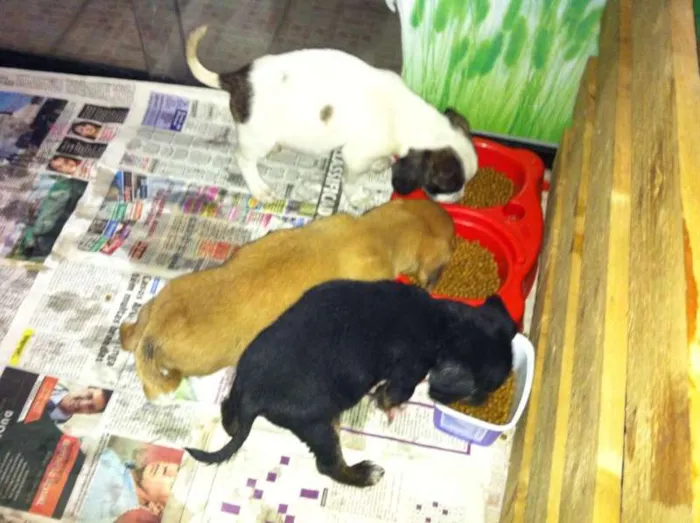 Cachorro ra a SRD idade Abaixo de 2 meses nome 3 irmãos