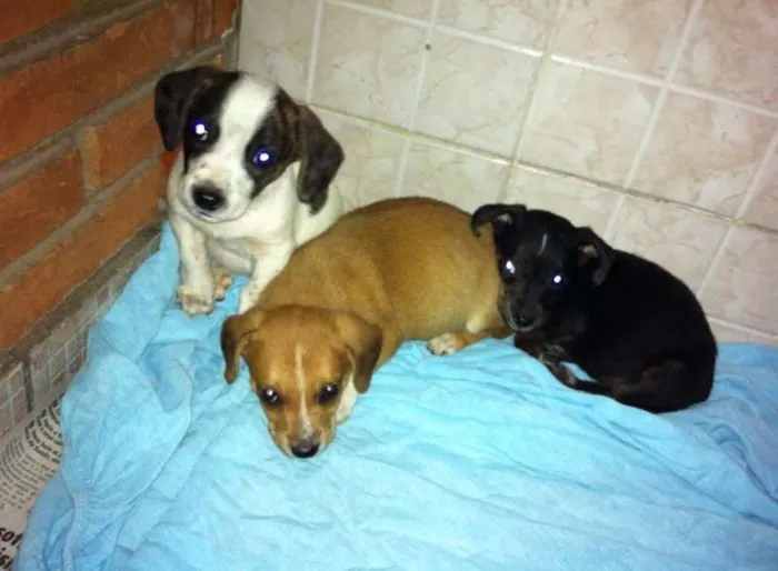 Cachorro ra a SRD idade Abaixo de 2 meses nome 3 irmãos