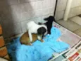 3 irmãos