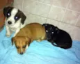 3 irmãos