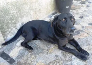 Cachorro raça RNI idade 5 anos nome Laurinda