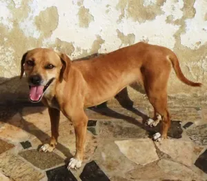 Cachorro raça RNI idade 6 ou mais anos nome Valéria