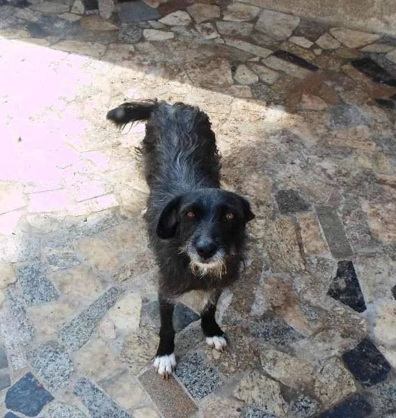 Cachorro raça RNI idade 3 anos nome Bárbara