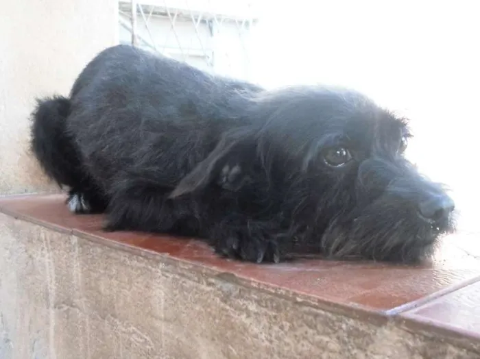 Cachorro raça RNI idade 4 anos nome Luar