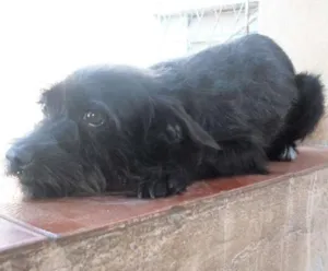 Cachorro raça RNI idade 4 anos nome Luar