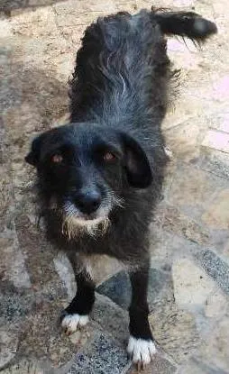 Cachorro raça RNI idade 3 anos nome Bárbara