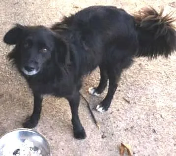 Cachorro ra a SRD idade 3 anos nome NESCAU