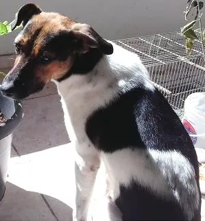 Cachorro raça Viralata idade 1 ano nome Sem nome