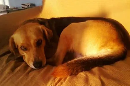 Cachorro ra a não definida idade 5 anos nome Gabriela