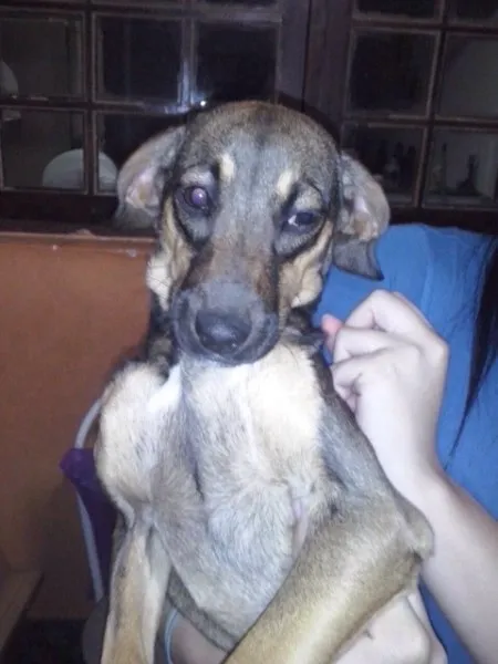 Cachorro ra a SRD idade 2 a 6 meses nome Cajamar
