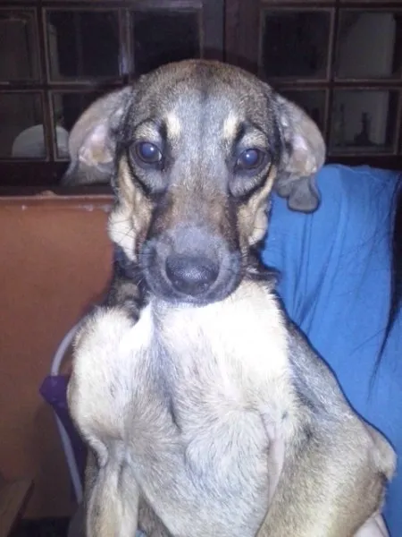 Cachorro ra a SRD idade 2 a 6 meses nome Cajamar