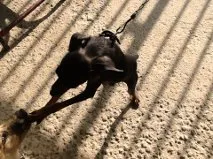 Cachorro ra a Pinscher2 idade 2 anos nome Pitiko