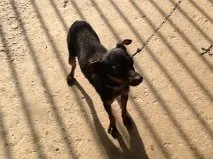 Cachorro ra a Pinscher2 idade 2 anos nome Pitiko