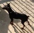 Cachorro ra a Pinscher2 idade 2 anos nome Pitiko