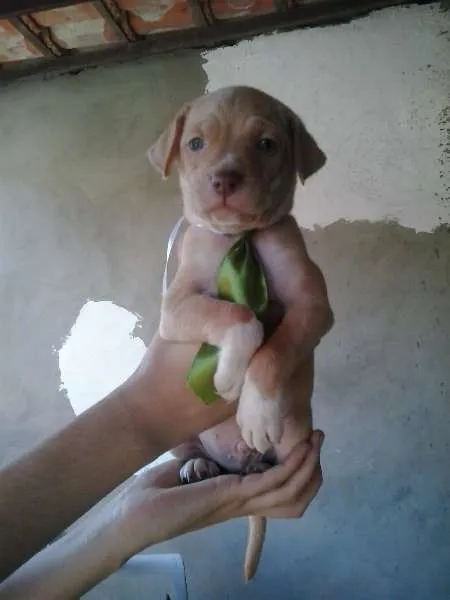 Cachorro raça SRD idade Abaixo de 2 meses nome BArt