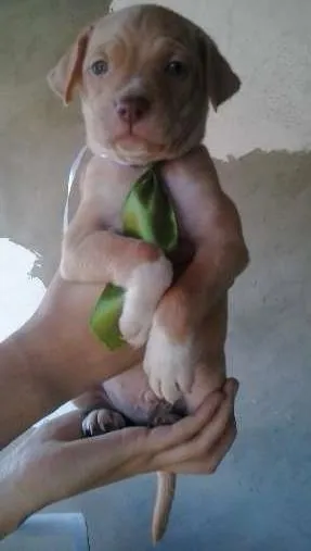 Cachorro raça SRD idade Abaixo de 2 meses nome BArt