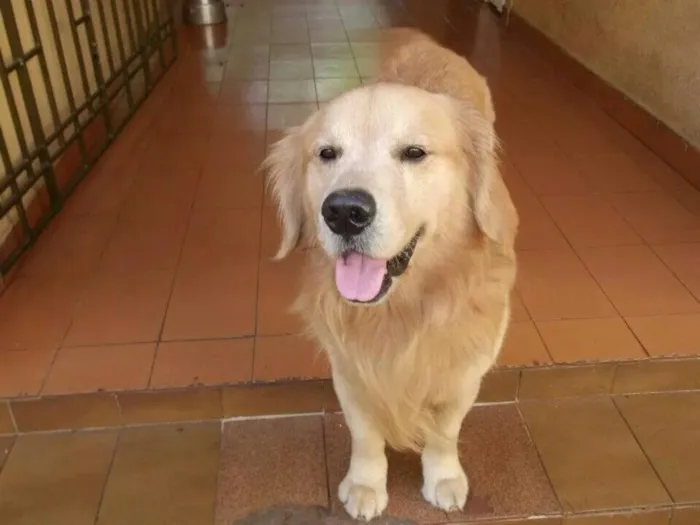 Cachorro ra a Golden Retriever idade 5 anos nome Luiggi GRATIFICA