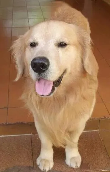 Cachorro ra a Golden Retriever idade 5 anos nome Luiggi GRATIFICA