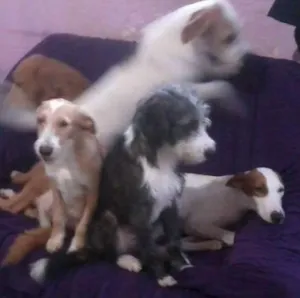 Cachorro raça não sei idade  nome não sei