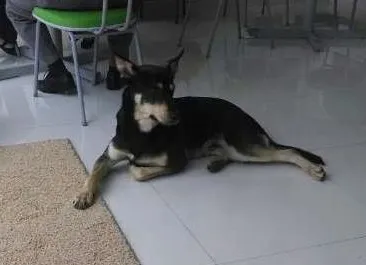 Cachorro ra a SRD idade 1 ano nome Não sabemos