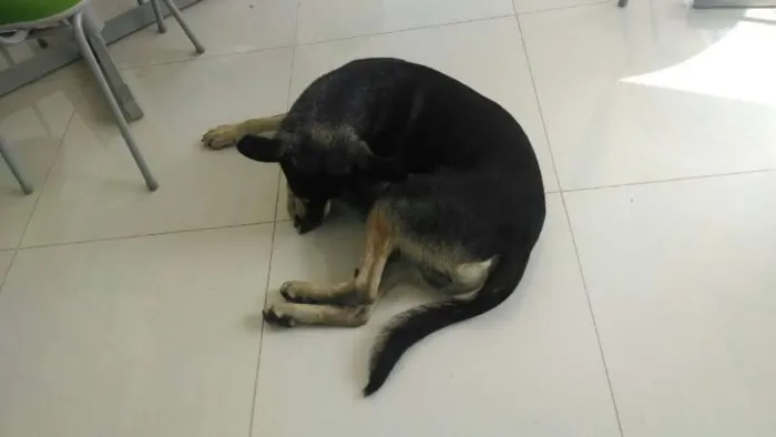 Cachorro ra a SRD idade 1 ano nome Não sabemos