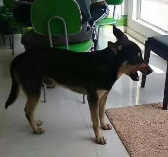 Cachorro ra a SRD idade 1 ano nome Não sabemos