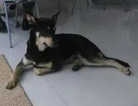 Cachorro raça SRD idade 1 ano nome Não sabemos