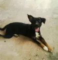Tigresa