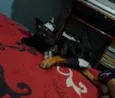Tigresa