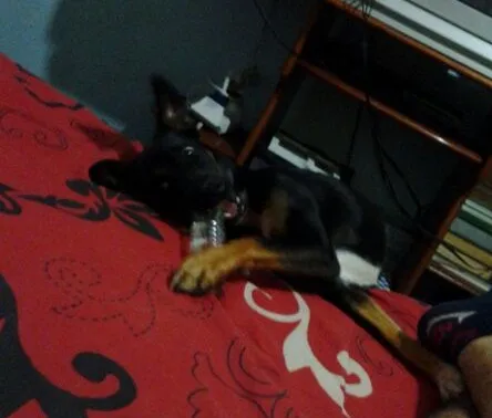 Cachorro ra a Sem predigree idade 1 ano nome Tigresa
