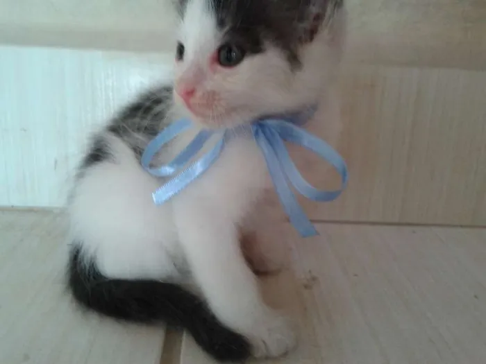 Gato ra a  idade Abaixo de 2 meses nome Meepo