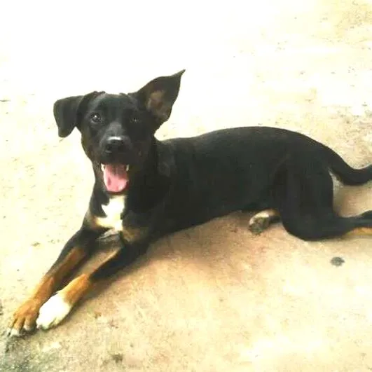 Cachorro ra a Sem predigree idade 1 ano nome Tigresa