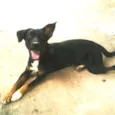 Tigresa