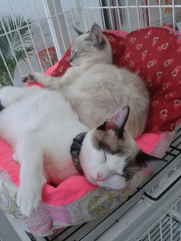 Gato ra a indefinida idade 1 ano nome belinha