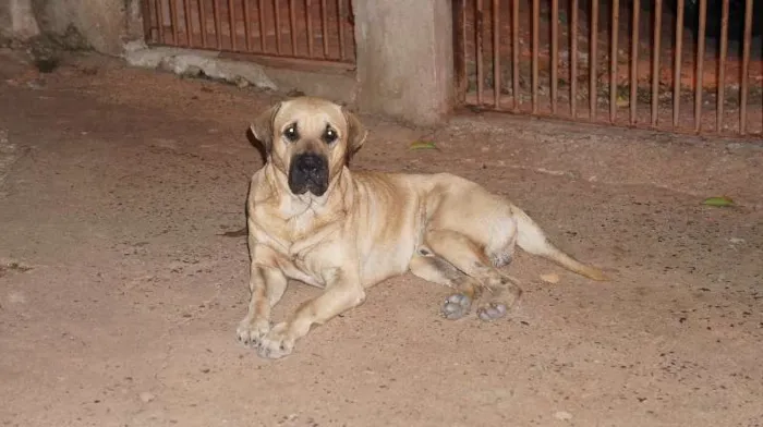 Cachorro raça  idade  nome Ralf