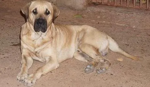 Cachorro raça  idade  nome Ralf