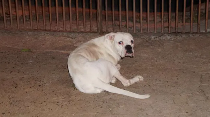 Cachorro raça  idade  nome Branco